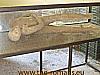 Villa dei misteri